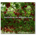 F1 Hybrid Tomato Tree Seeds-Continuous Setting Fruits